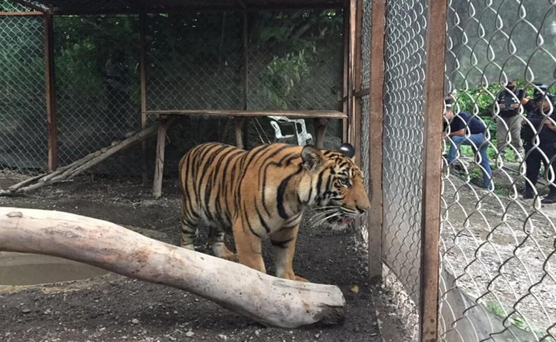 The 8-month-old tiger was kept inside a cage - Photo: Taken from Construcción de la Paz Guerrero Mesa de Coordinación