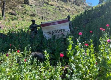 Marina destruye 10 sembradíos de amapola en Nayarit; suman 17 plantíos erradicados