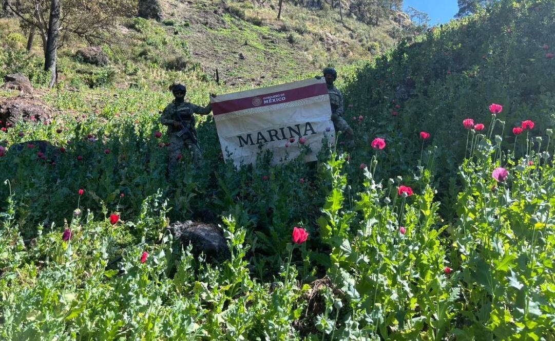 Marina erradicó diez plantíos de amapola. Foto: Especial