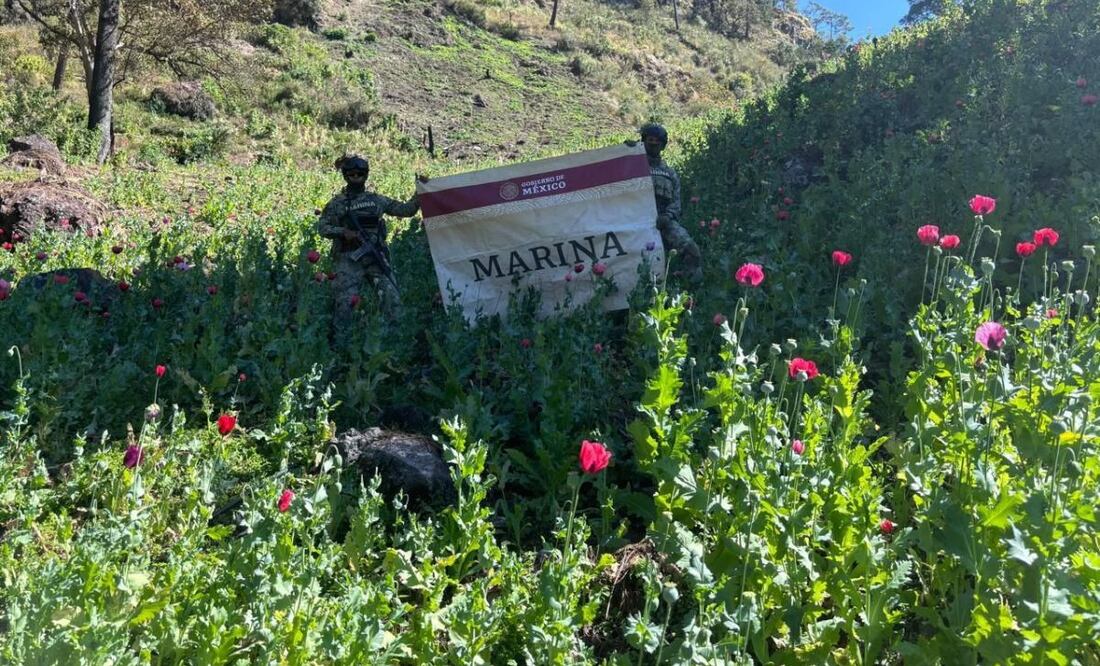 Marina erradicó diez plantíos de amapola. Foto: Especial