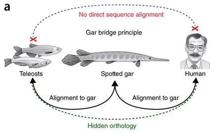 Secuencian el genoma de un "fósil viviente" útil para enfermedades humanas