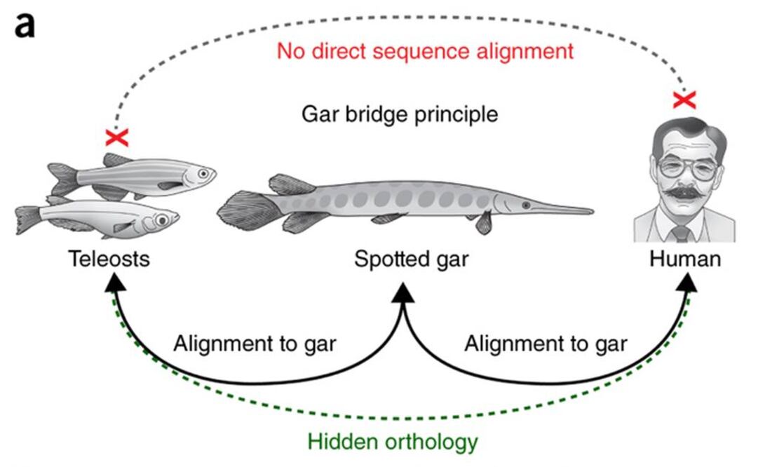 Puede servir para conectar mejor el genoma humano con destacados modelos animales como el pez cebra útil para estudiar enfermedades humanas. Foto: Nature Genetics