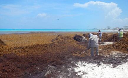 Especialistas llaman a usar sargazo