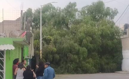 Registran caída de árboles y postes de luz por fuerte ráfagas de viento en Coacalco