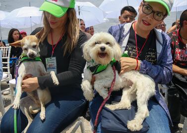 Proponen que mascotas tengan acta de identidad y puedan recibir herencias en la CDMX