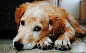 Protege a tu perrito de la pirotecnia en fiestas patrias; conoce cómo reducir su miedo y estrés