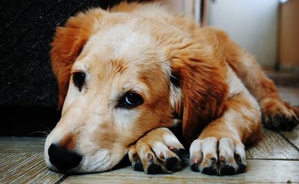 Policía se lanza a un pozo de tres metros para salvar a un perro que se ahogaba en España