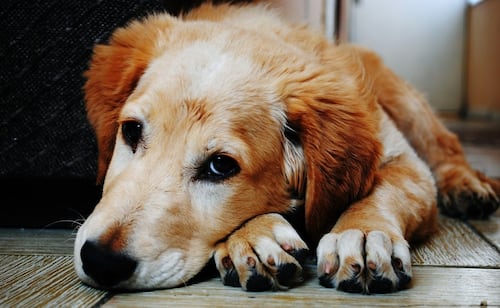 Protege a tu perrito de la pirotecnia en fiestas patrias; conoce cómo reducir su miedo y estrés