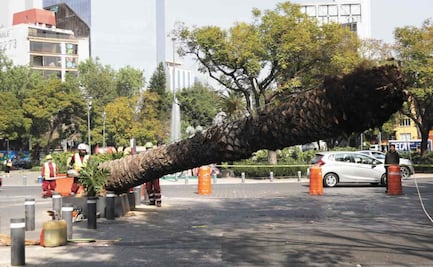 Tumban palmeras enfermas; llegan nuevos árboles
