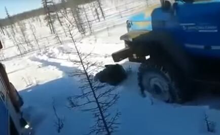 Video. Oso es atropellado a propósito por dos camiones en Rusia