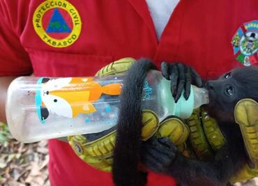 ONG emite recomendaciones para evitar muerte de monos por calor; fallecieron 157 primates por golpe de calor en 2024