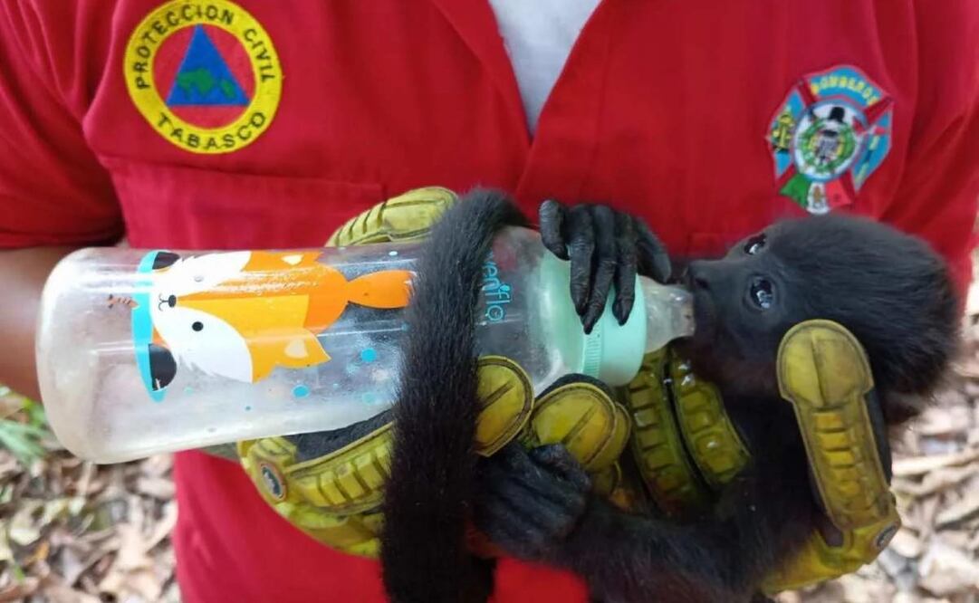 Cobius emite recomendaciones para evitar muerte de primates por altas temperaturas. Foto: Especial