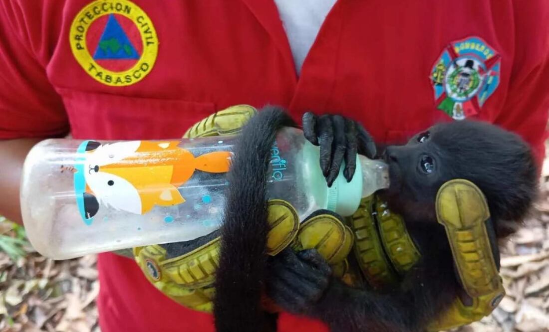 Cobius emite recomendaciones para evitar muerte de primates por altas temperaturas. Foto: Especial