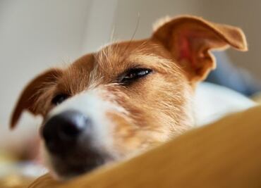 Descubre los sonidos que más molestan a los perros, según experta