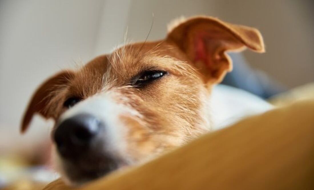 Perro | Fuente: Freepik.