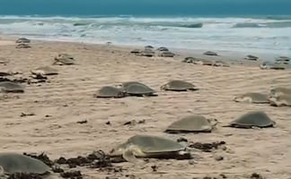 Inicia temporada de anidación de tortuga lora en playas de Tamaulipas; dejan casi 7 mil nidos en dos días
