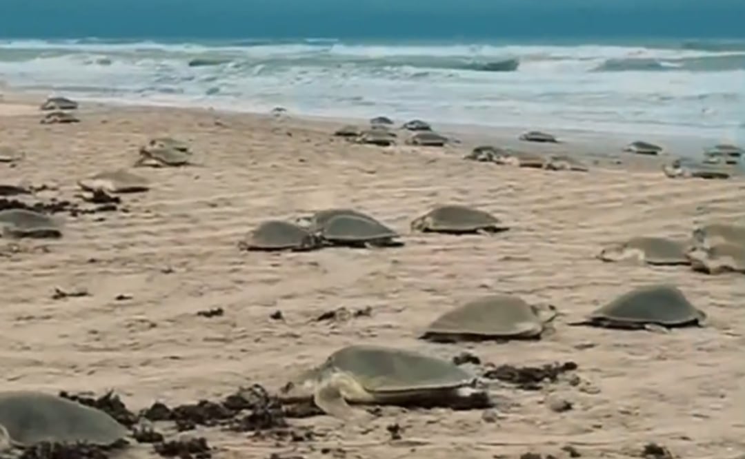 Inicia temporada de anidación de tortuga lora en playas de Tamaulipas (23/04/2026). Foto: Especial