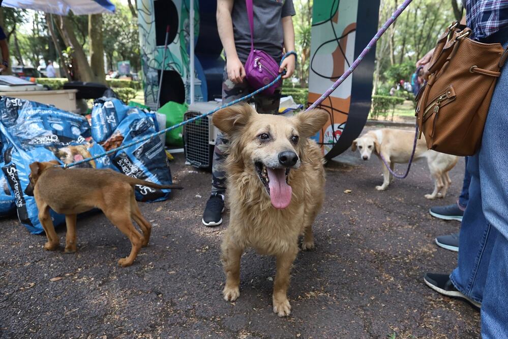 Jornada de adopción y colecta de alimento por parte de el refugio animal Omeyocan que alberga 532 peludos, en el parque de los Venados, en BJ. Fotos: BERENICE FREGOSO