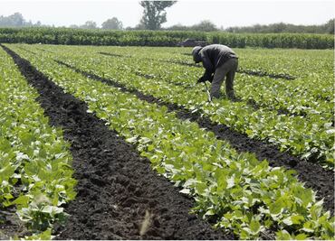 Necesario mejorar aspectos de abasto y planeación del programa Sembrando Vida: Coneval