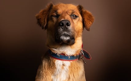 “Brownie”, el perro del presidente electo de Chile que causa furor en las redes sociales