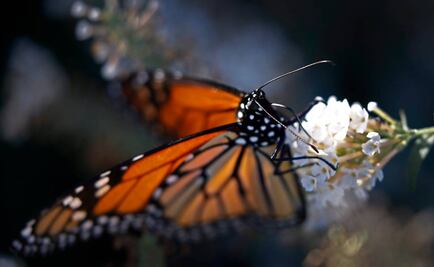 Abren al público santuarios de mariposa monarca en Michoacán