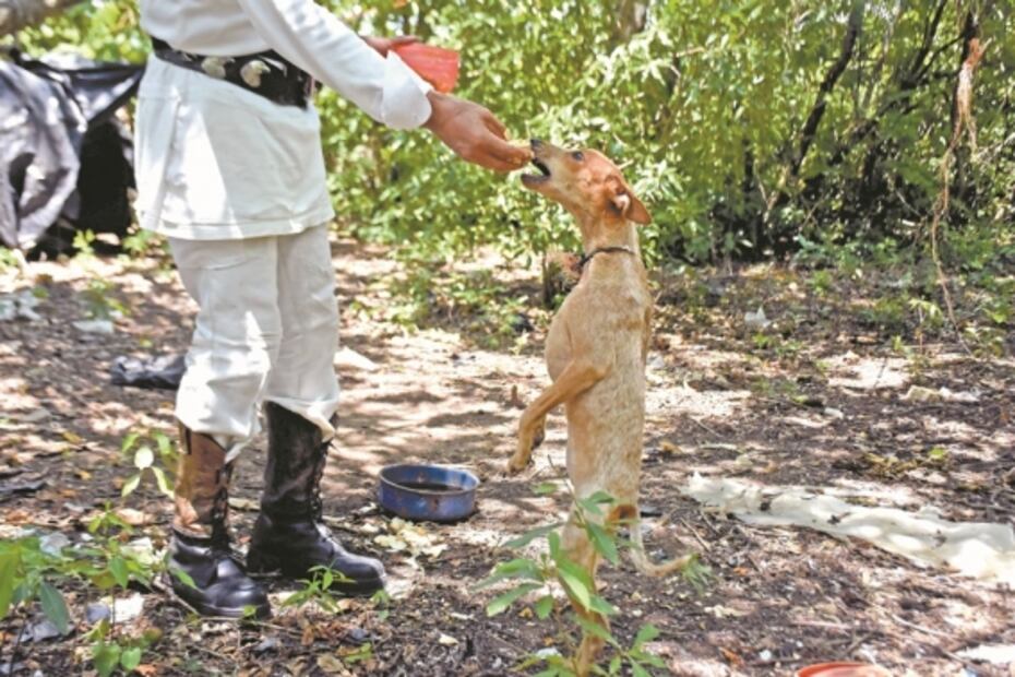 El ángel de Ocozocoautla que vela por las mascotas
