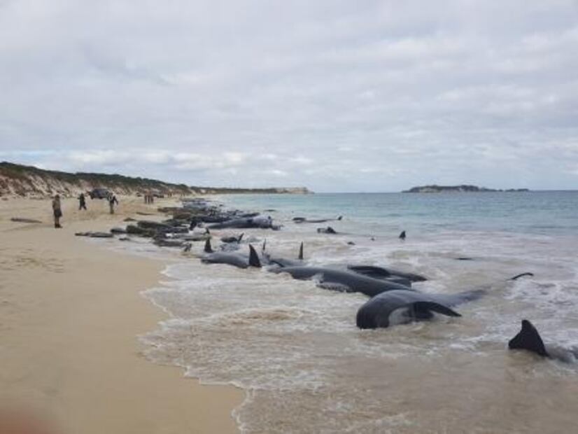 Más de 150 ballenas encallan en playa de Australia; la mayoría ha muerto