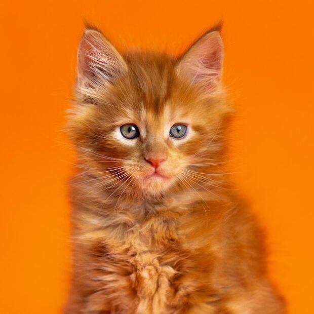 La difícil tarea de elegir el nombre perfecto para nuestro gato naranja. Fuente: Freepik.