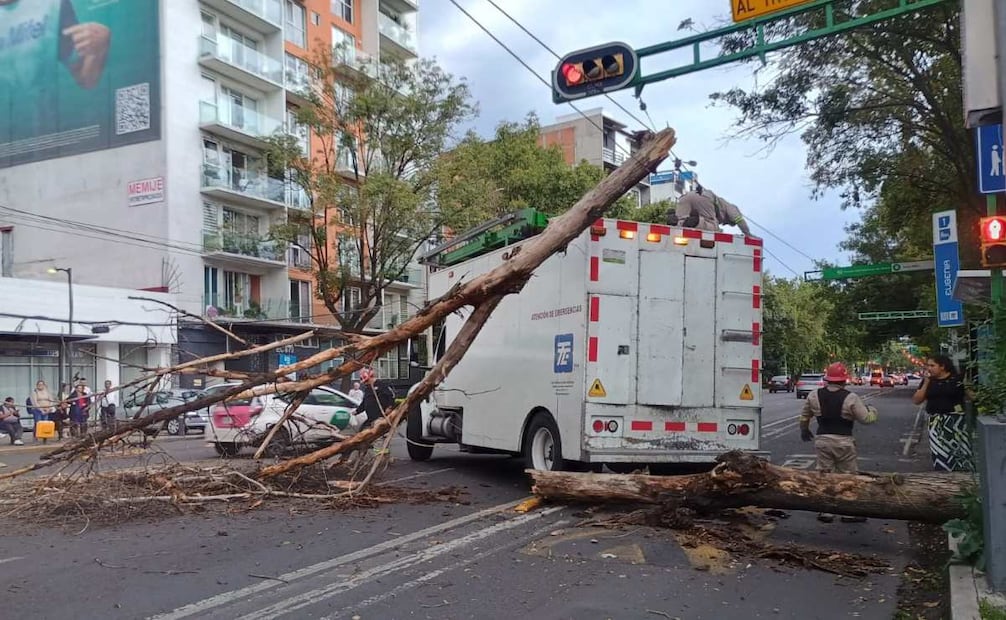 Arbol caído tras lluvias en CDMX (29 de junio 2026) / Foto: Especial