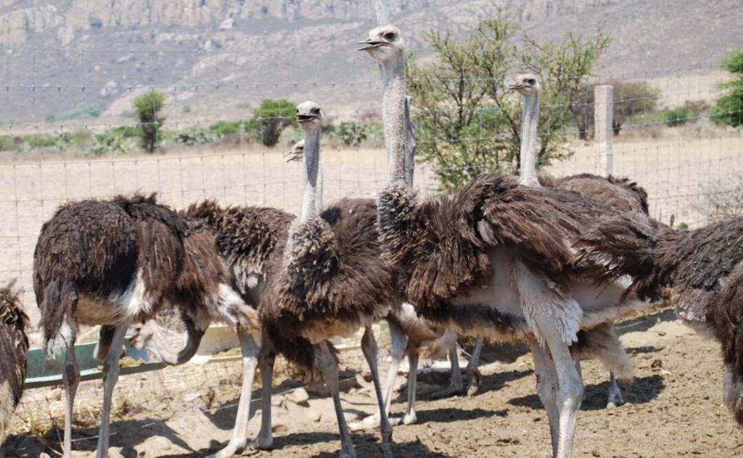 En la fábrica de Ford en España, una de las más productivas del gigante automovilístico, las plumas de avestruz son tan importantes como los 900 robots que operan allí (Foto: Archivo/El Universal)