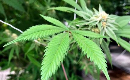 Regulación de la cannabis no traerá paz, asegura senadora del PRI