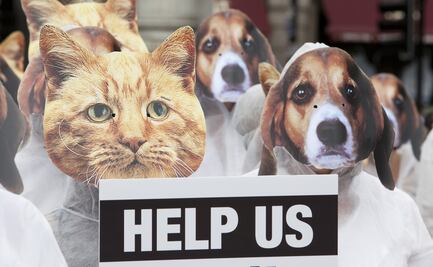 "No digas 'matar dos pájaros de un tiro'"; recomendaciones de PETA generan debate