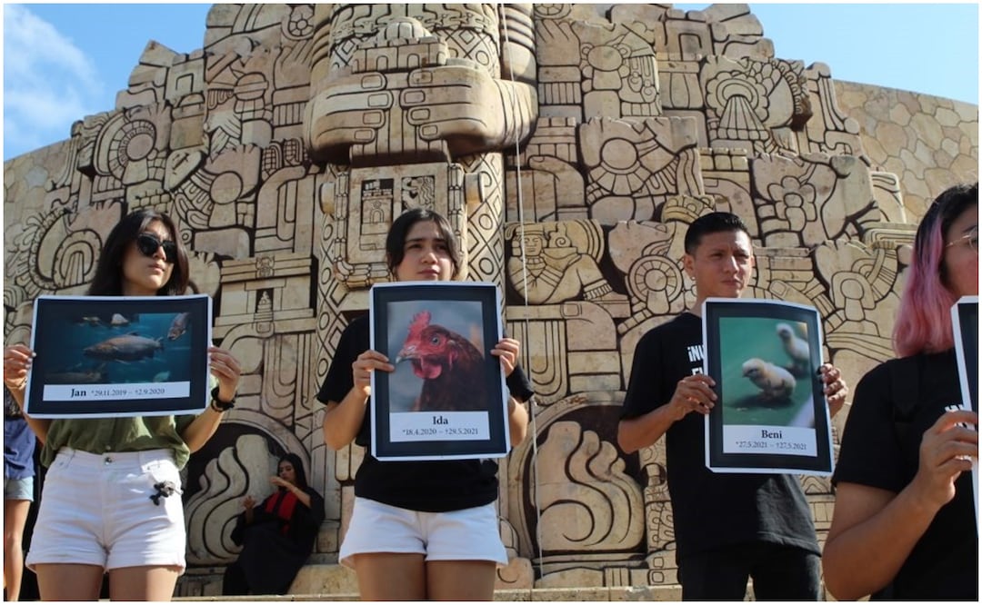 Los activistas reclaman que las autoridades restan importancia a las investigaciones de los casos por actos de maltrato y crueldad animal en Yucatán (11/01/2025). Foto: Especial
