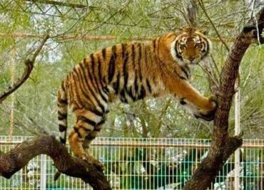 Escapa tigre siberiano de zoológico Quinta La Fauna en Reynosa, Tamaulipas