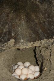 Decomisan más de 2 mil huevos de tortuga en Huatulco