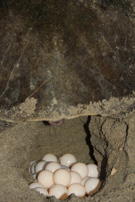 Foto: Roselia Chaca / EL UNIVERSAL