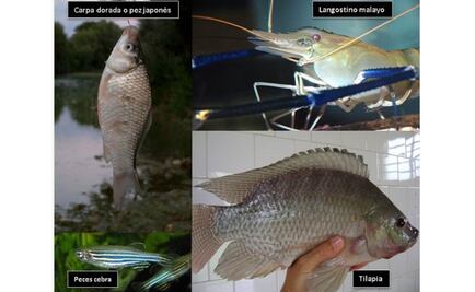 Exóticas y peligrosas