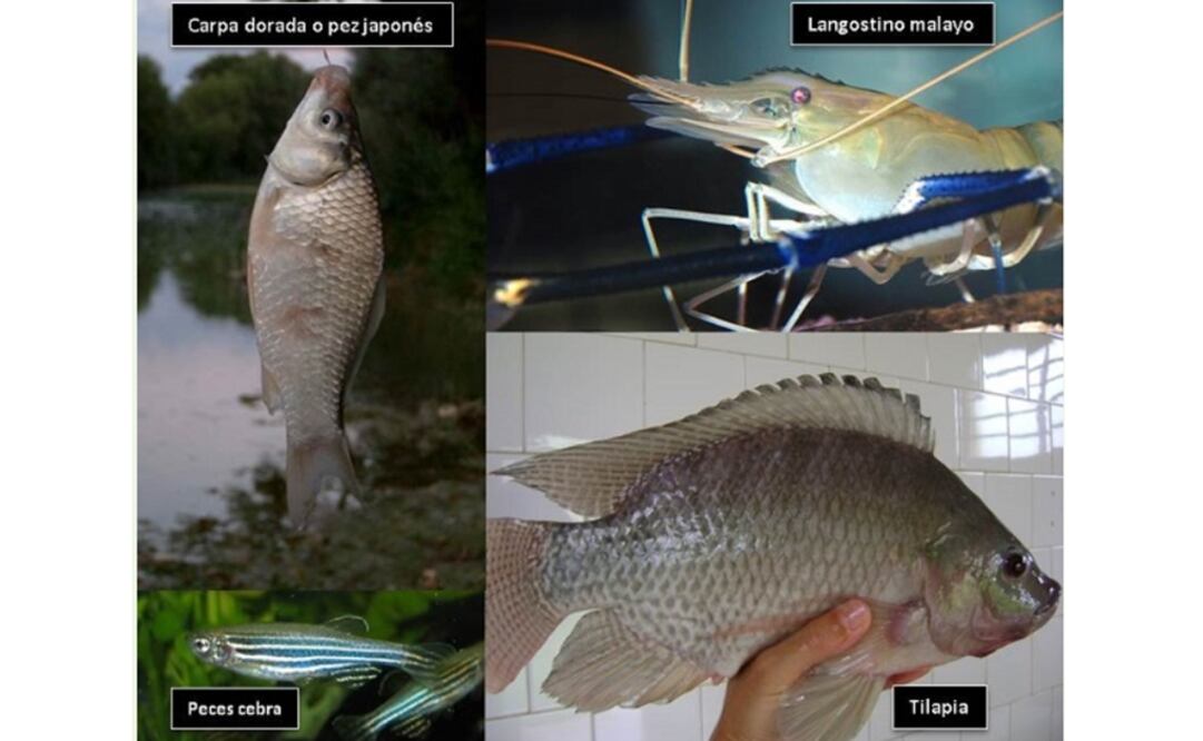 Exóticas y peligrosas