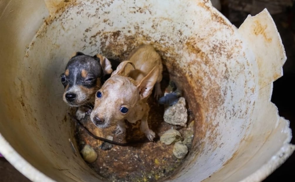 Rescatan a 48 perros en un predio de Mérida, Yucatán; serán rehabilitados para su adopción.
Foto: Especial.