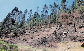 Pierde Ocoyoacac 1.5 km de cobertura forestal