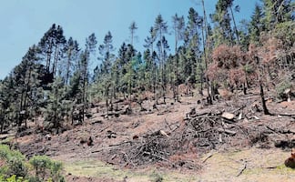 Pierde Ocoyoacac 1.5 km de cobertura forestal