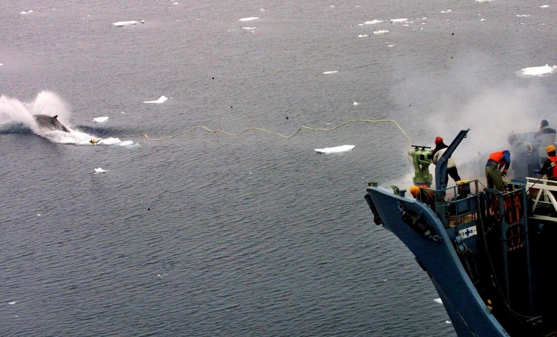 Islandia, Noruega y Japón son los únicos países que practican la caza comercial de ballenas. Foto: Archivo / EFE