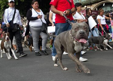 Hacen caminata con perros pitbull en la CDMX