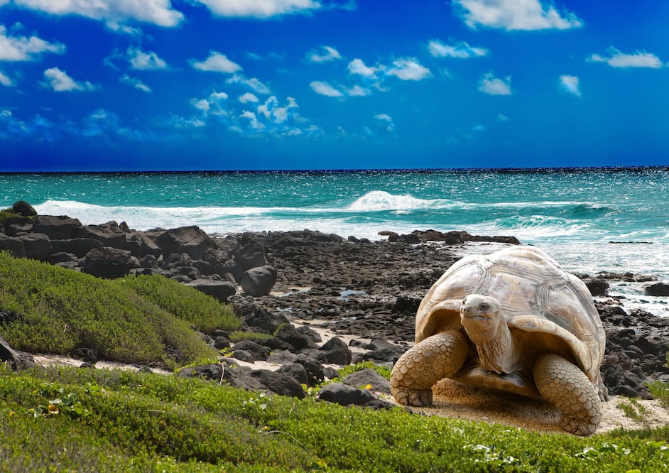 Galápagos está conformado por 13 islas de origen volcánico. (Foto: Istock)