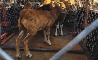 Profepa asegura siete animales exóticos en Jiménez del Teul, Zacatecas; resguarda borregos muflón y llamas