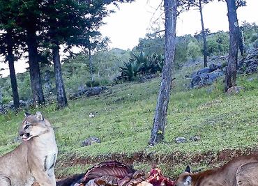 En Actopan, Hidalgo, protegen a su vecino: el puma