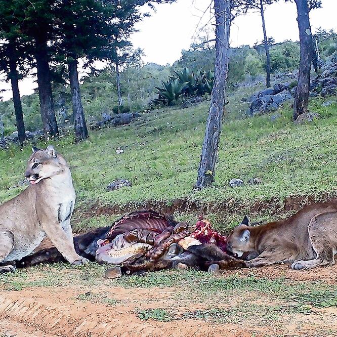 En julio del año pasado, se confirmó que el ganado era atacado por los pumas de las montañas de Actopan. Las familias de Plomosas, El Saucillo, Mesa Chica, Benito Juárez, Santa María Magdalena y Chiquihuiteros conviven con el felino. FOTOS: ESPECIAL