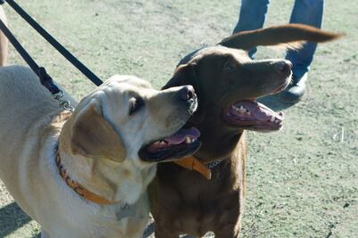App de paseo de perros pierde a mascota y desata escándalo