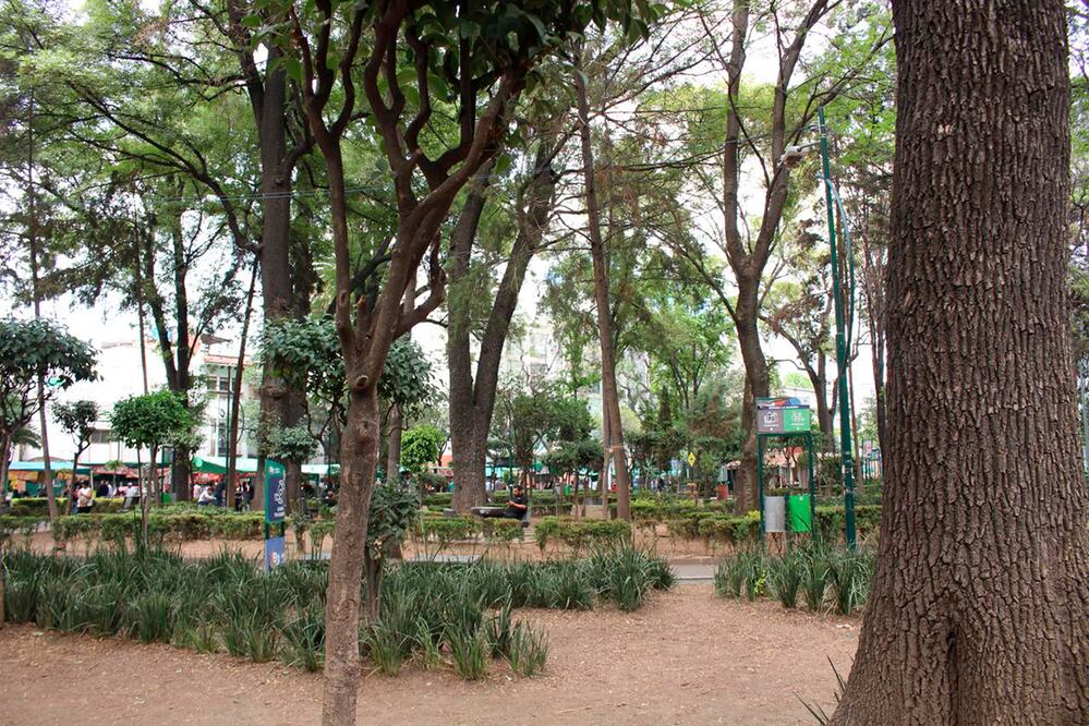 Reforestamos México impulsa la arborización de ciudades, promoviendo estrategias que fortalecen la conservación del arbolado urbano