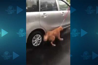 Arrastran a perro bajo la lluvia en Puebla